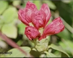Rhododendron