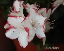 Azalea