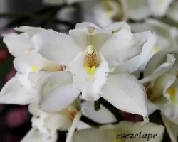 Cymbidium