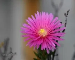 Lampranthus sp