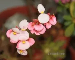 Begonia Cleopatra