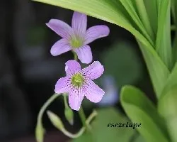 Oxalis