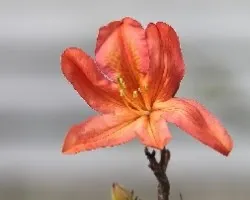 Azalea