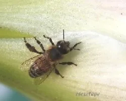 Abeja