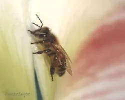 Abeja