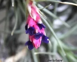 Tillandsia