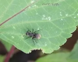 Hormiga