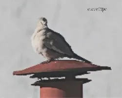 Dedicada a Mauricio