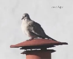Dedicada a Mauricio
