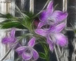 Orquideas