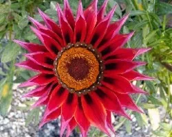 Gazania