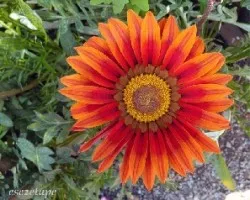Gazania