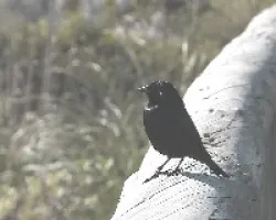 Negrito