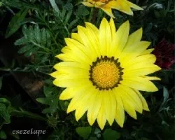 Gazania