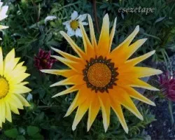 Gazania