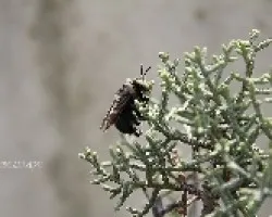Abejorro