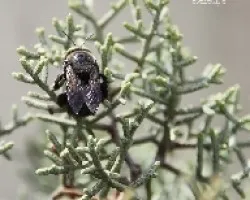 Abejorro
