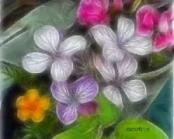 Lunaria