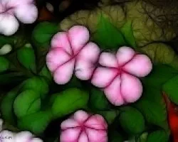 Impatiens