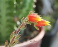Echeveria Silvergreen