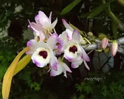 Dendrobium nobile