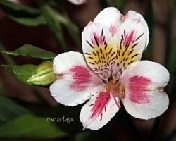 Alstromeria