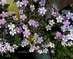 Serissa