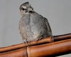 Un nuevo bebe