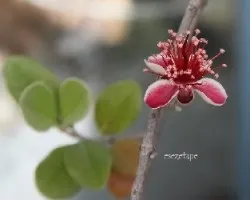 Feijoa sellowiana