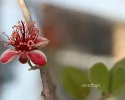 Feijoa sellowiana