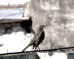 Zorzal
