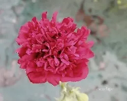 Papaver 