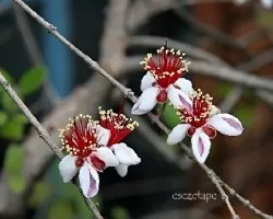 Feijoa sellowiana