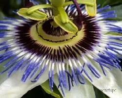 Passiflora caerulea