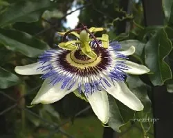 Passiflora caerulea