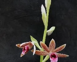 Phaius