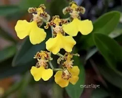 Oncidium sp
