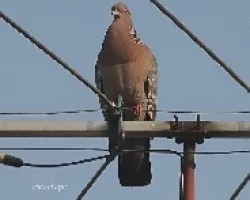 En la antena