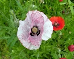 Amapola o Papaver