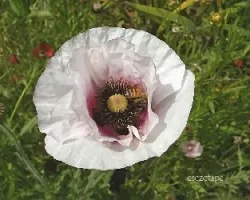 Abeja