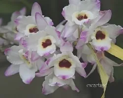 Un ramo de orquideas