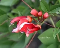 Flor nacional
