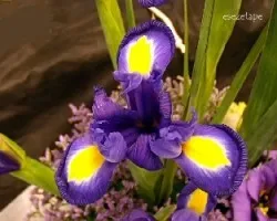 Lirios