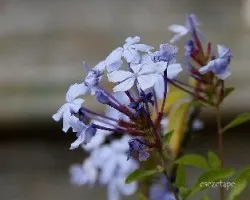 Plumbago capensis