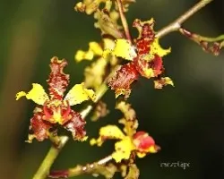 Cyrtopodium punctatum