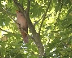 La conozco por ratucha