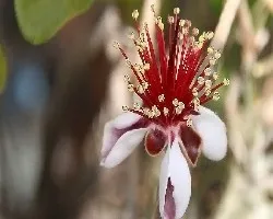 Estambres dorados