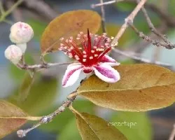 Estambres dorados