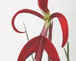 Flor de Lis