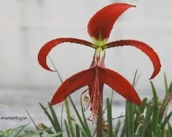 Flor de Lis